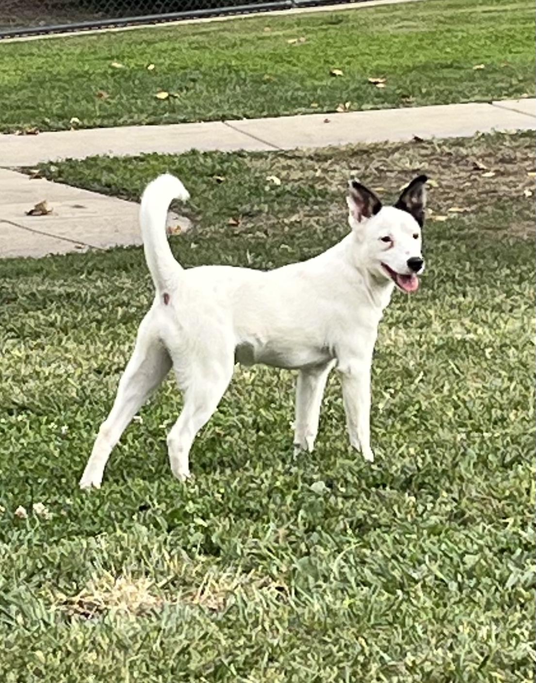 RIVER THE CUTEST GIRL!!!, a Adoptable mixed breed in woodland, CA image 5/6