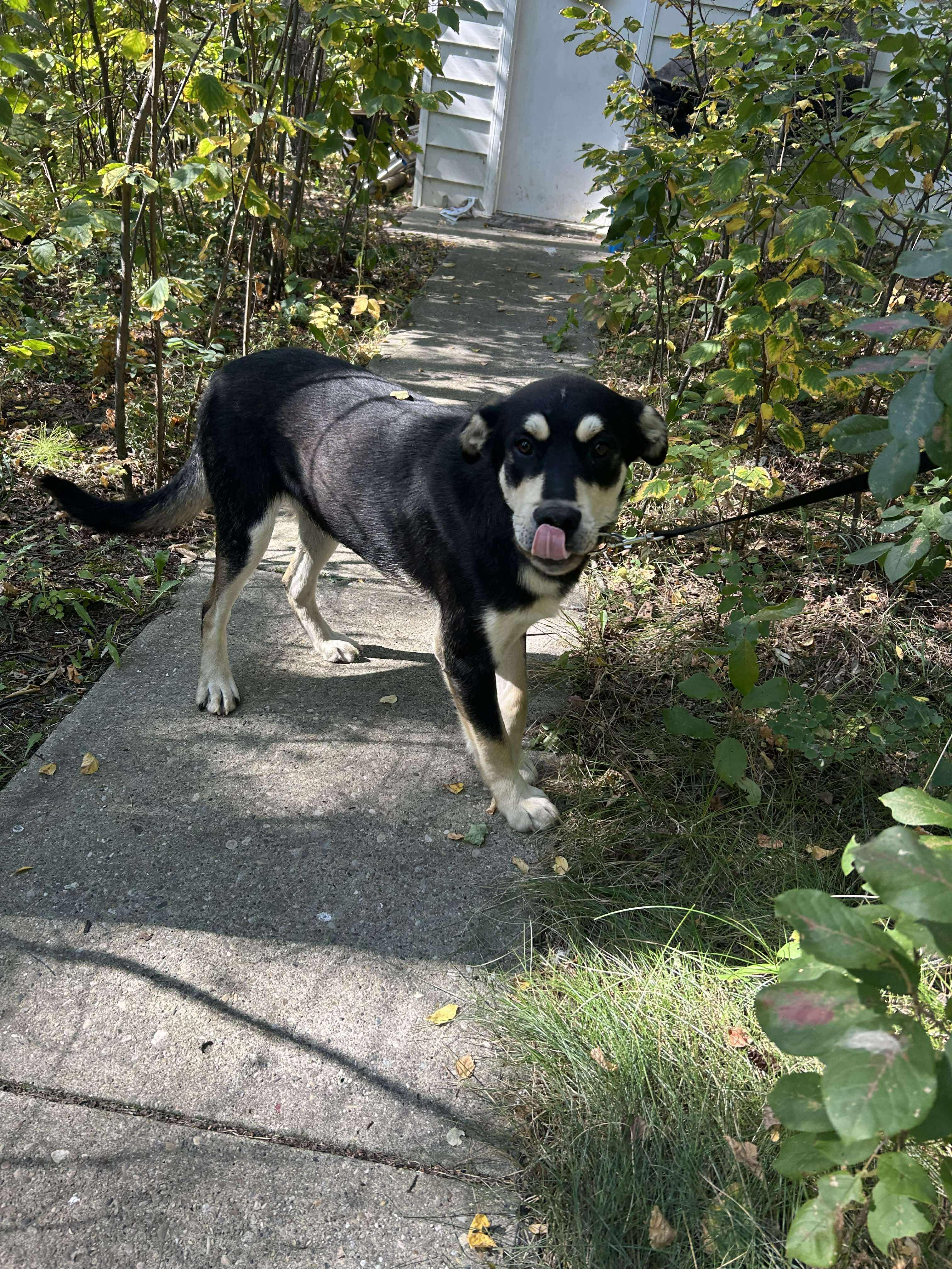 Levi, an adoptable Shepherd in Edmonton, AB, T5Y 3N6 | Photo Image 3