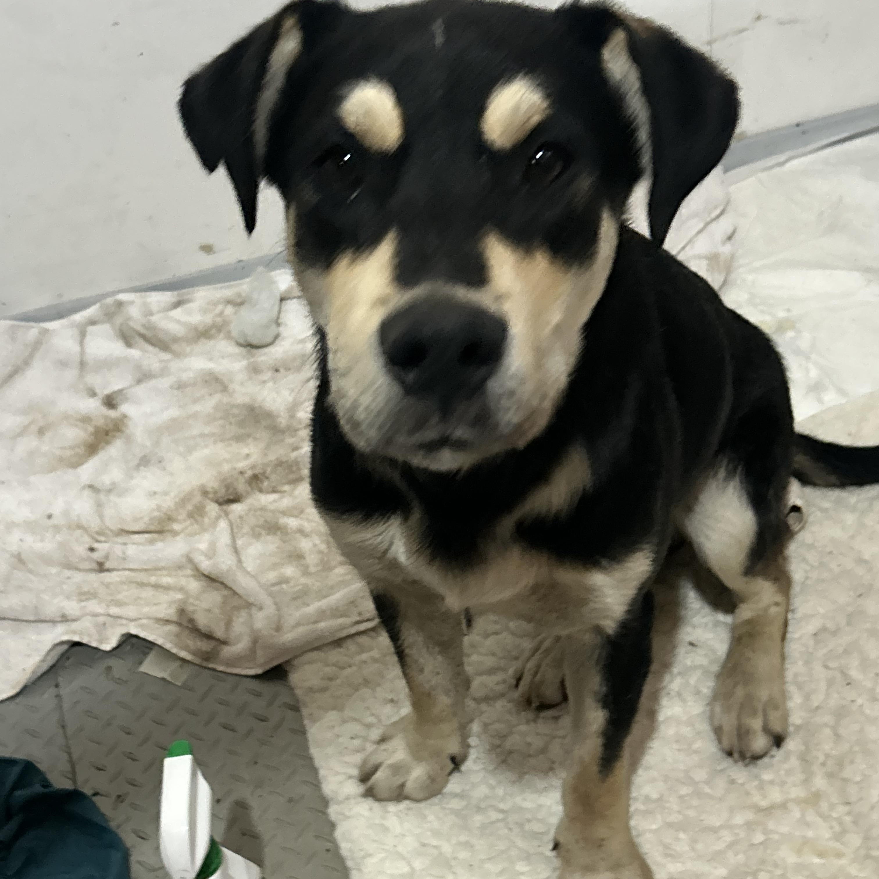 Levi, an adoptable Shepherd in Edmonton, AB, T5Y 3N6 | Photo Image 2