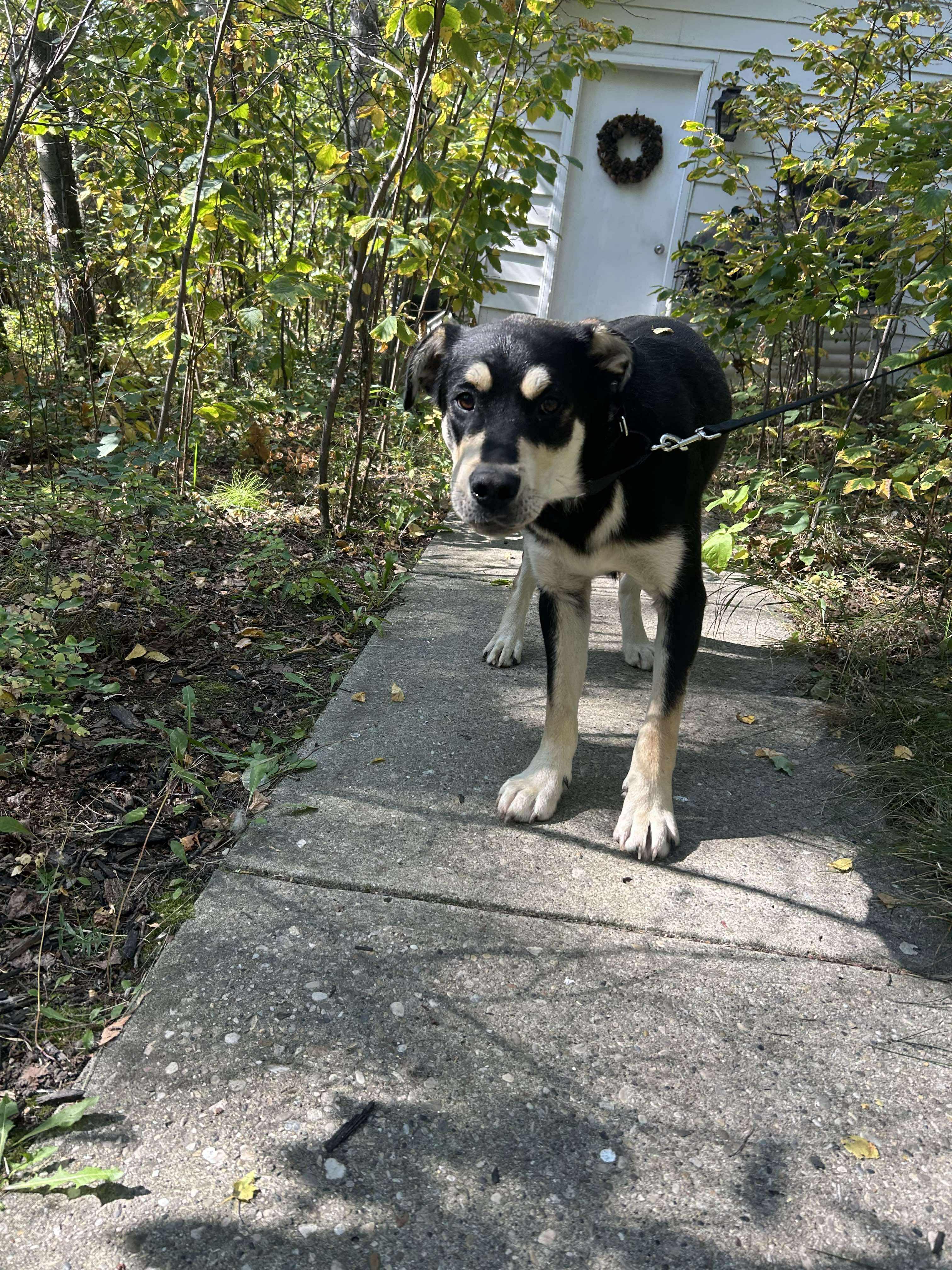 Levi, an adoptable Shepherd in Edmonton, AB, T5Y 3N6 | Photo Image 2