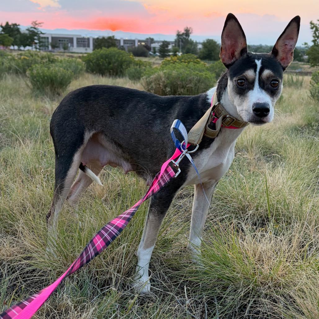 913 (2026) Ruth, Adoptable, Adult Female Rat Terrier & Mixed Breed.