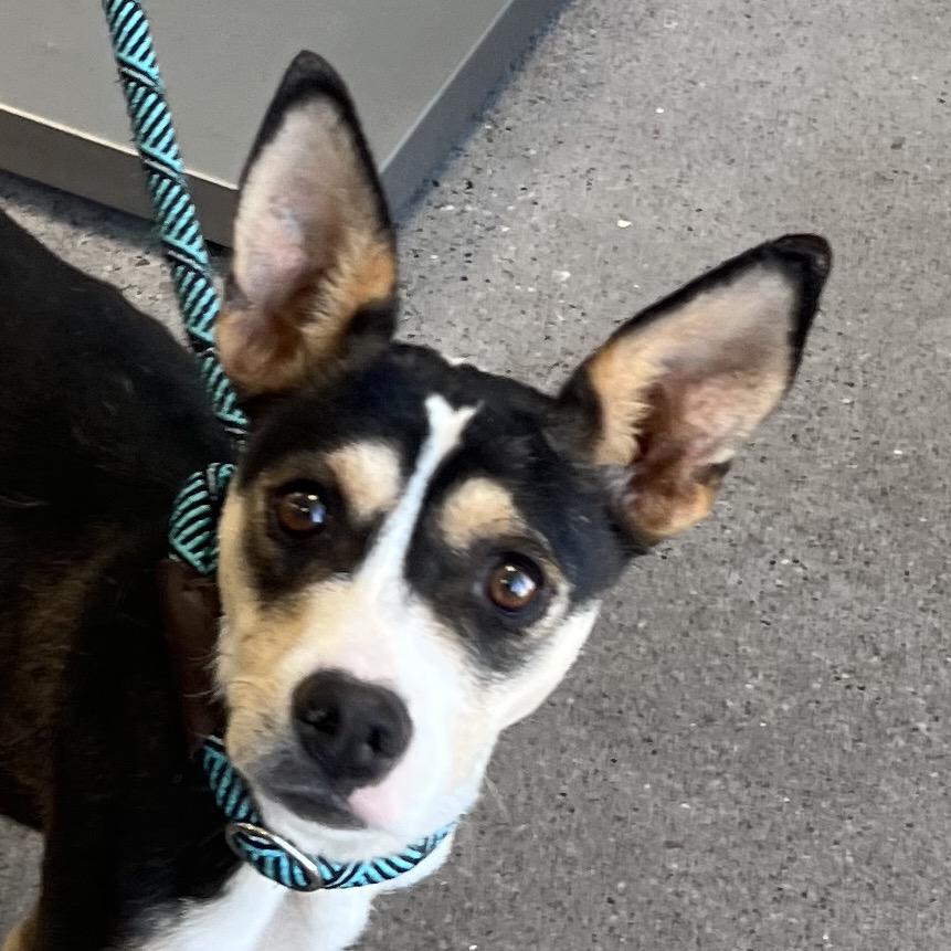 913 (2026) Ruth, a Adoptable mixed breed in Parker, CO image 2/6