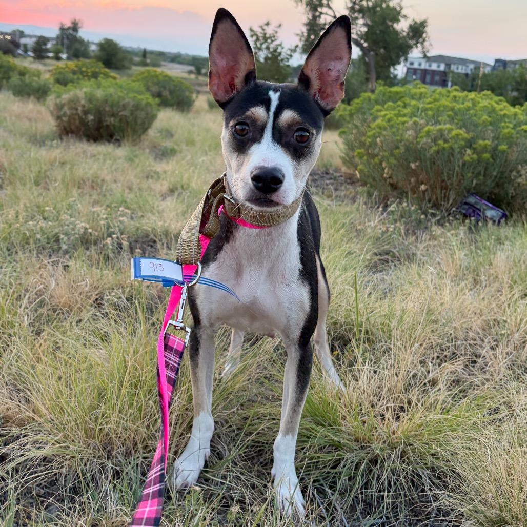 913 (2026) Ruth, a Adoptable mixed breed in Parker, CO image 3/6