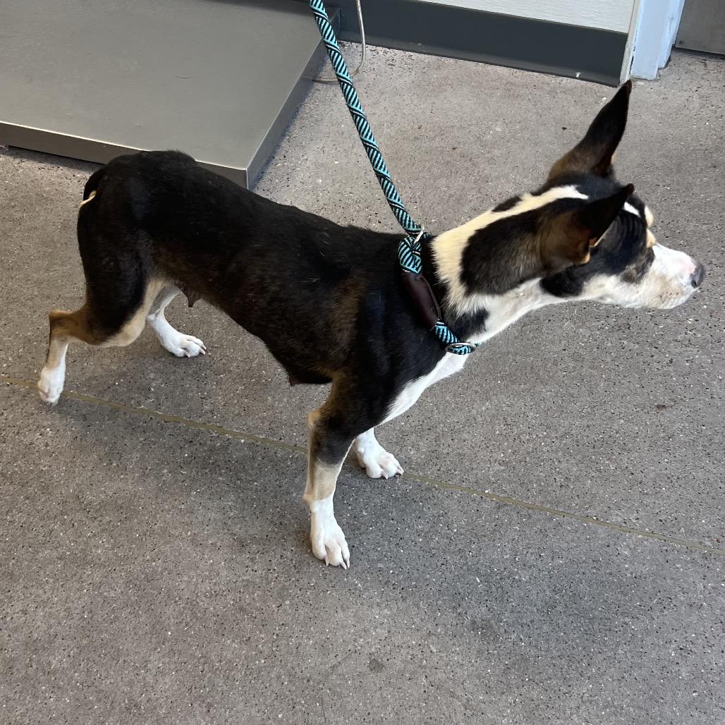 913 (2026) Ruth, a Adoptable mixed breed in Parker, CO image 5/6