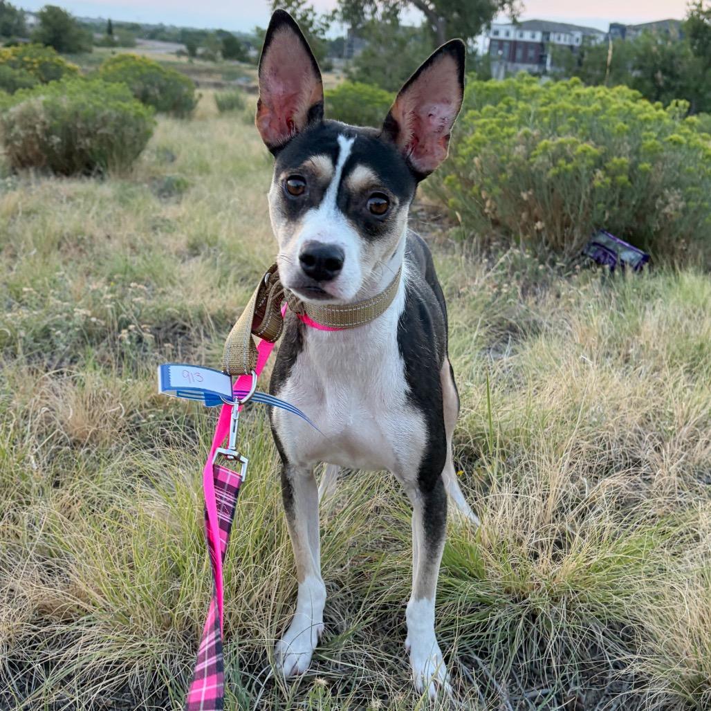 913 (2026) Ruth, a Adoptable mixed breed in Parker, CO image 6/6