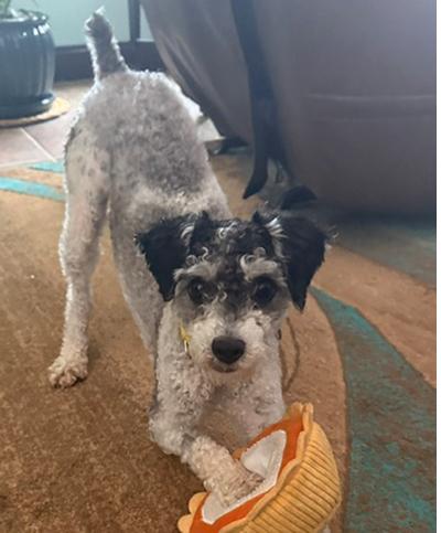 Enlarge Ryder, a Adoptable Schnoodle in Miamisburg, OH image 4/5