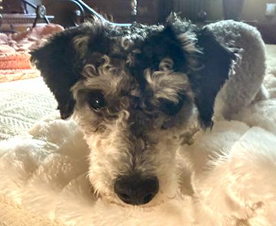 Enlarge Ryder, a Adoptable Schnoodle in Miamisburg, OH image 2/5
