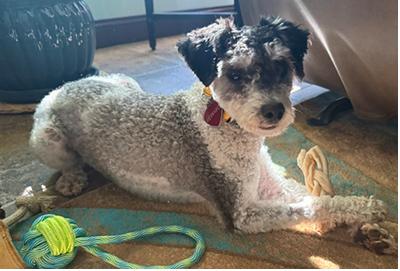 Enlarge Ryder, a Adoptable Schnoodle in Miamisburg, OH image 5/5
