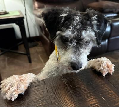 Enlarge Ryder, a Adoptable Schnoodle in Miamisburg, OH image 3/5