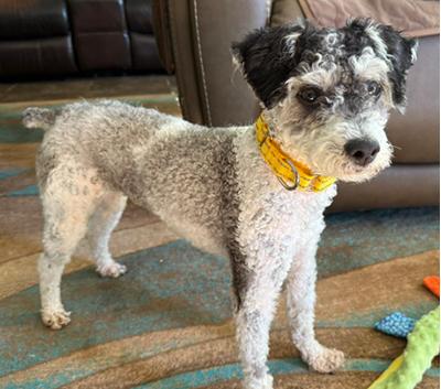 Enlarge Ryder, a Adoptable Schnoodle in Miamisburg, OH image 1/5