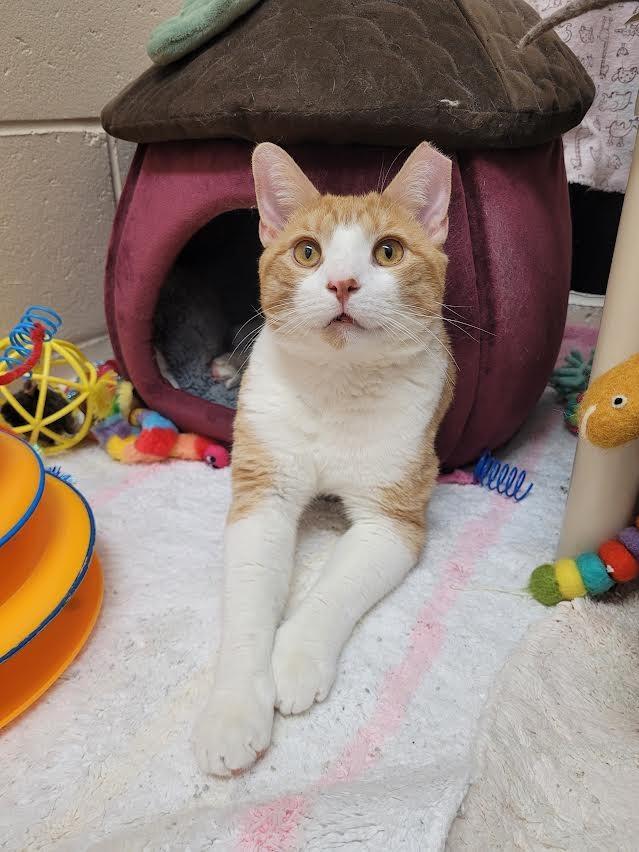 Sammy, Adoptable, Adult Male Domestic Short Hair.