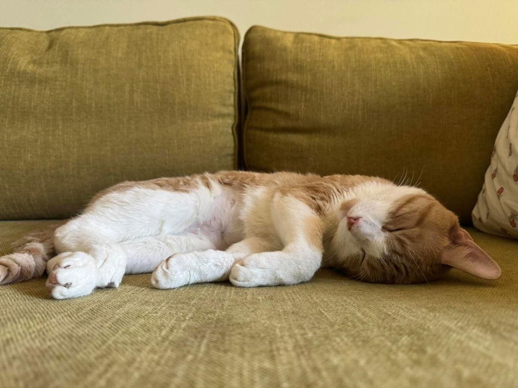 Sammy, a Adoptable Domestic Short Hair in Sayreville, NJ image 2/3