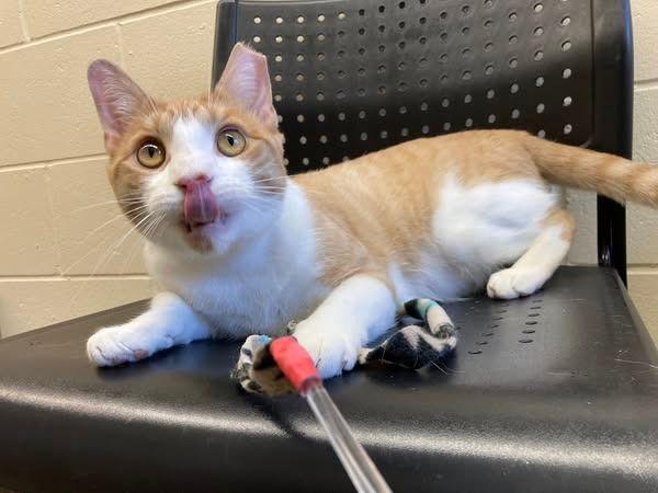 Sammy, a Adoptable Domestic Short Hair in Sayreville, NJ image 3/3