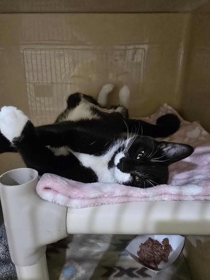 Enlarge Squeaks, an adoptable Domestic Short Hair in Winthrop, ME image 1/1