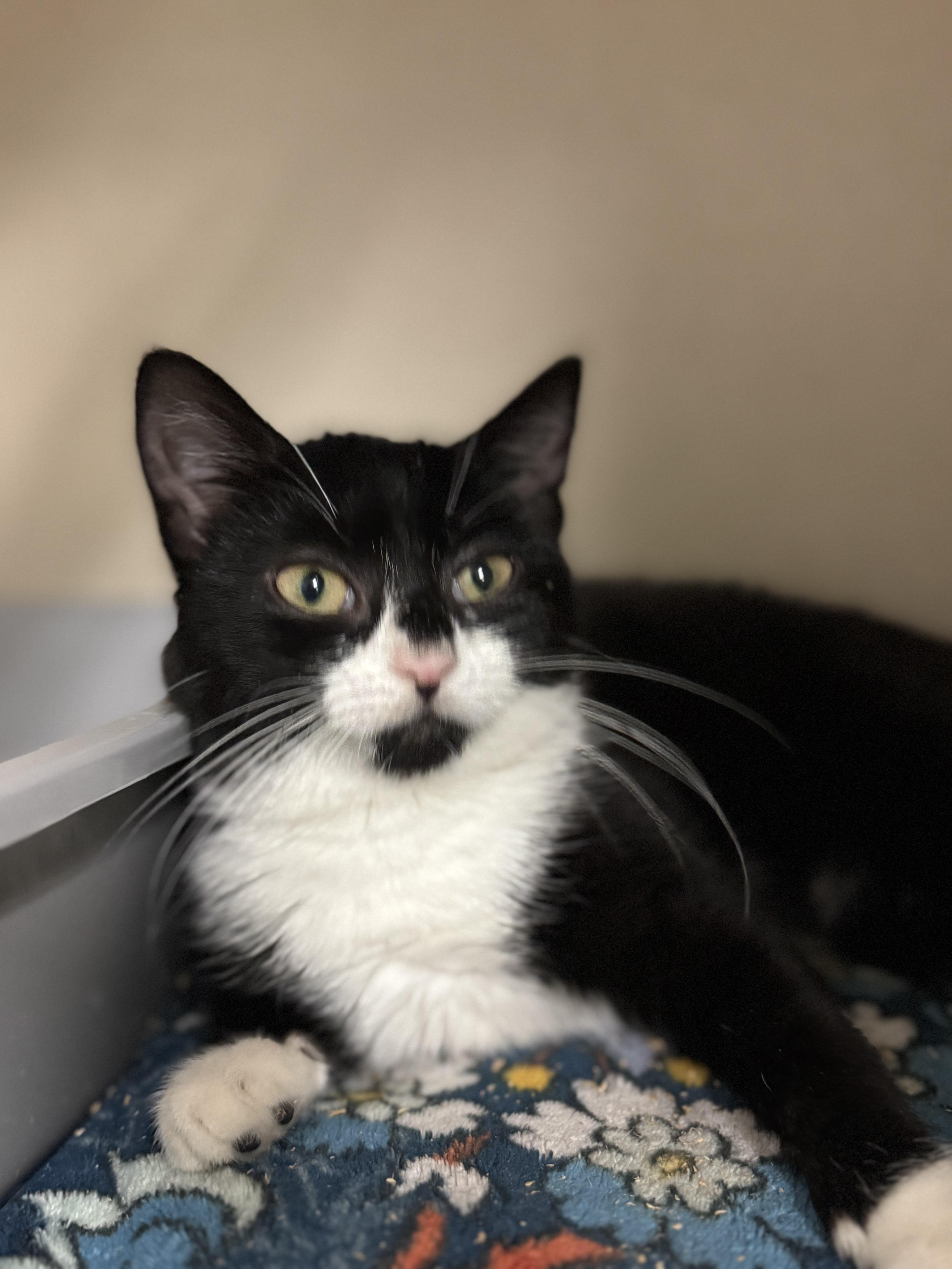 Sweet Pea, adopted, Kitten Female Domestic Short Hair.