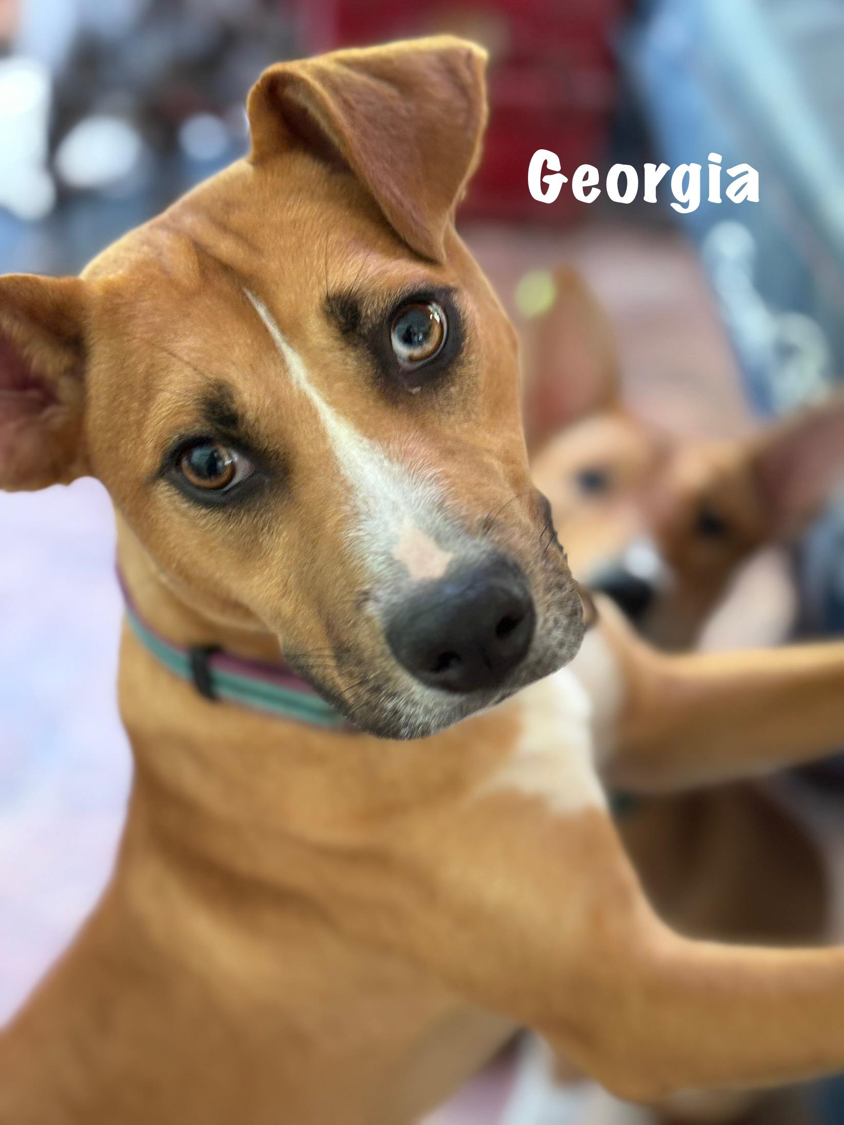 Georgia is a 7 month puppy who is dog cat and people friendly She has age appropriate vetting Sh