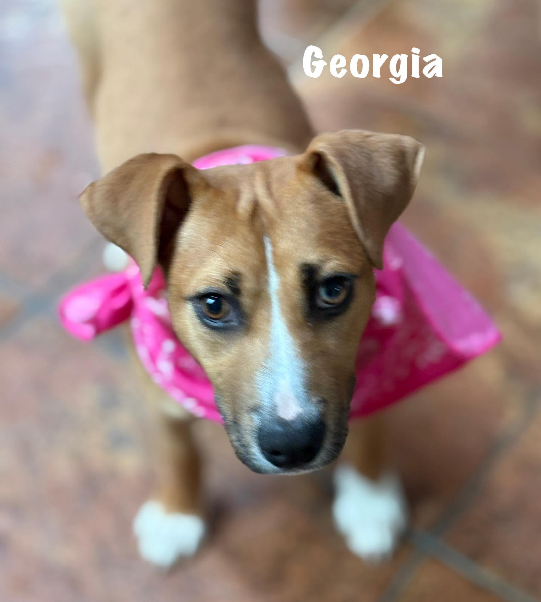 Georgia photo 4