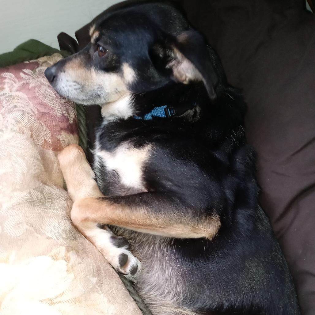 Enlarge Chips , an adoptable mixed breed in Fenton, MI image 2/2