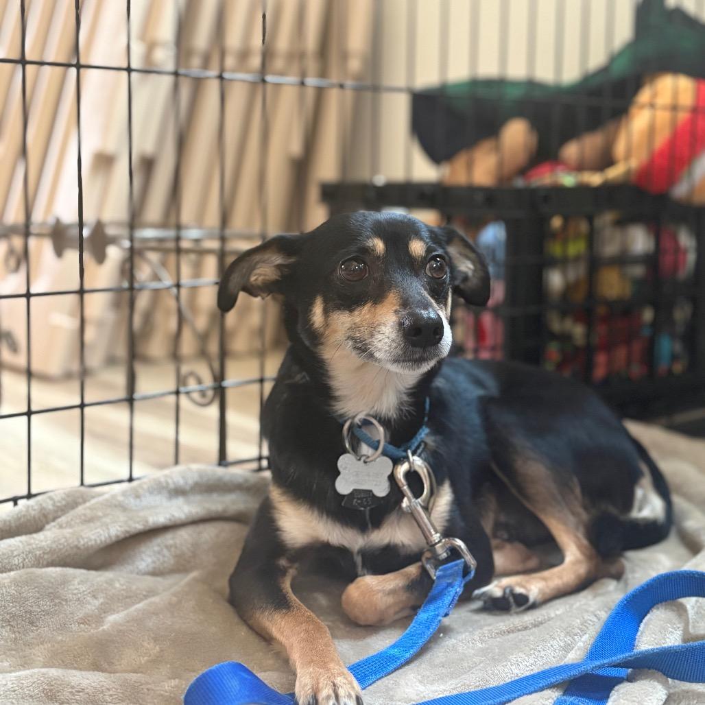 Enlarge Chips , an adoptable mixed breed in Fenton, MI image 1/2