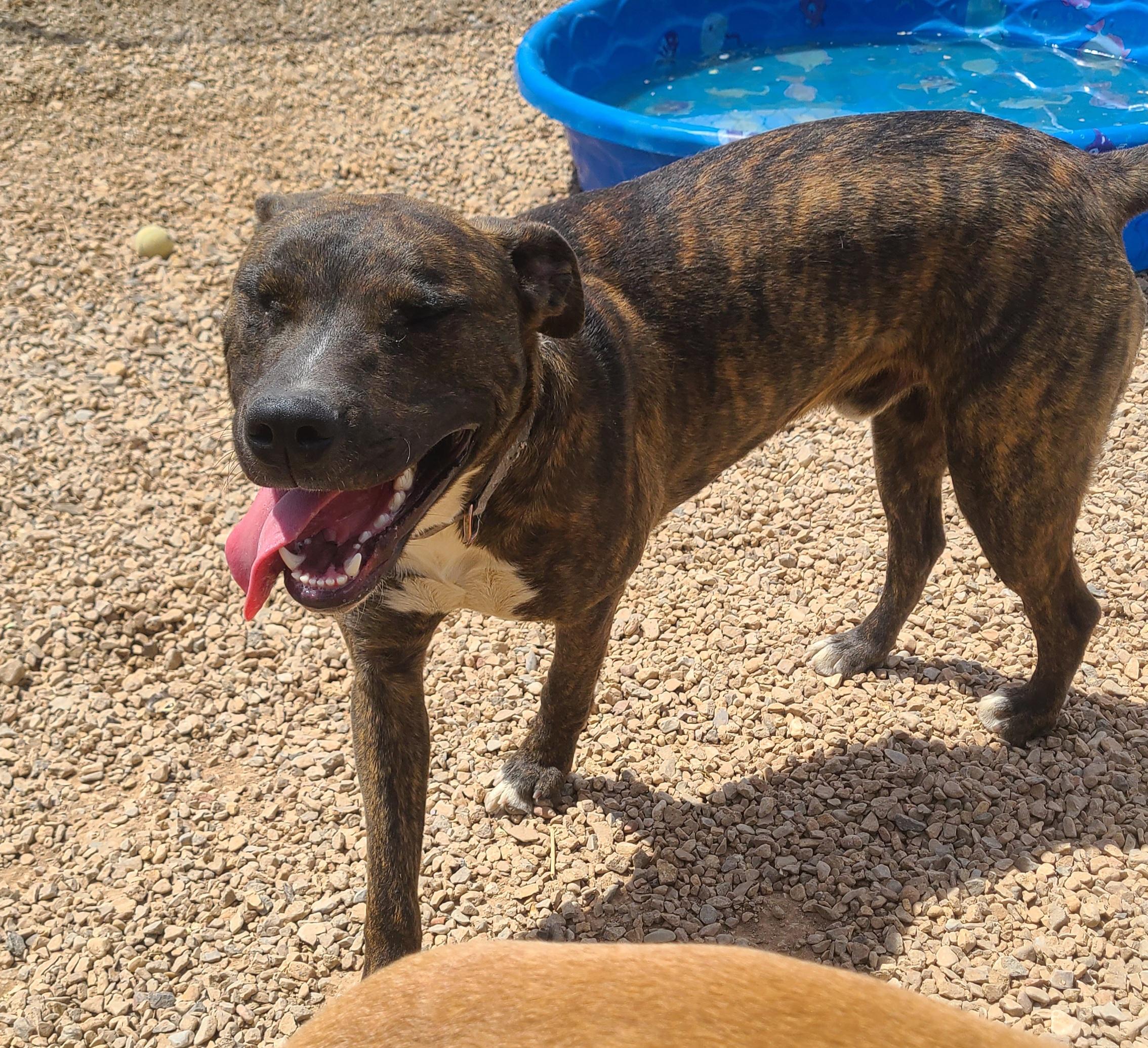 Atlas, a ADOPTABLE mixed breed in Newcastle, WY image 2/3