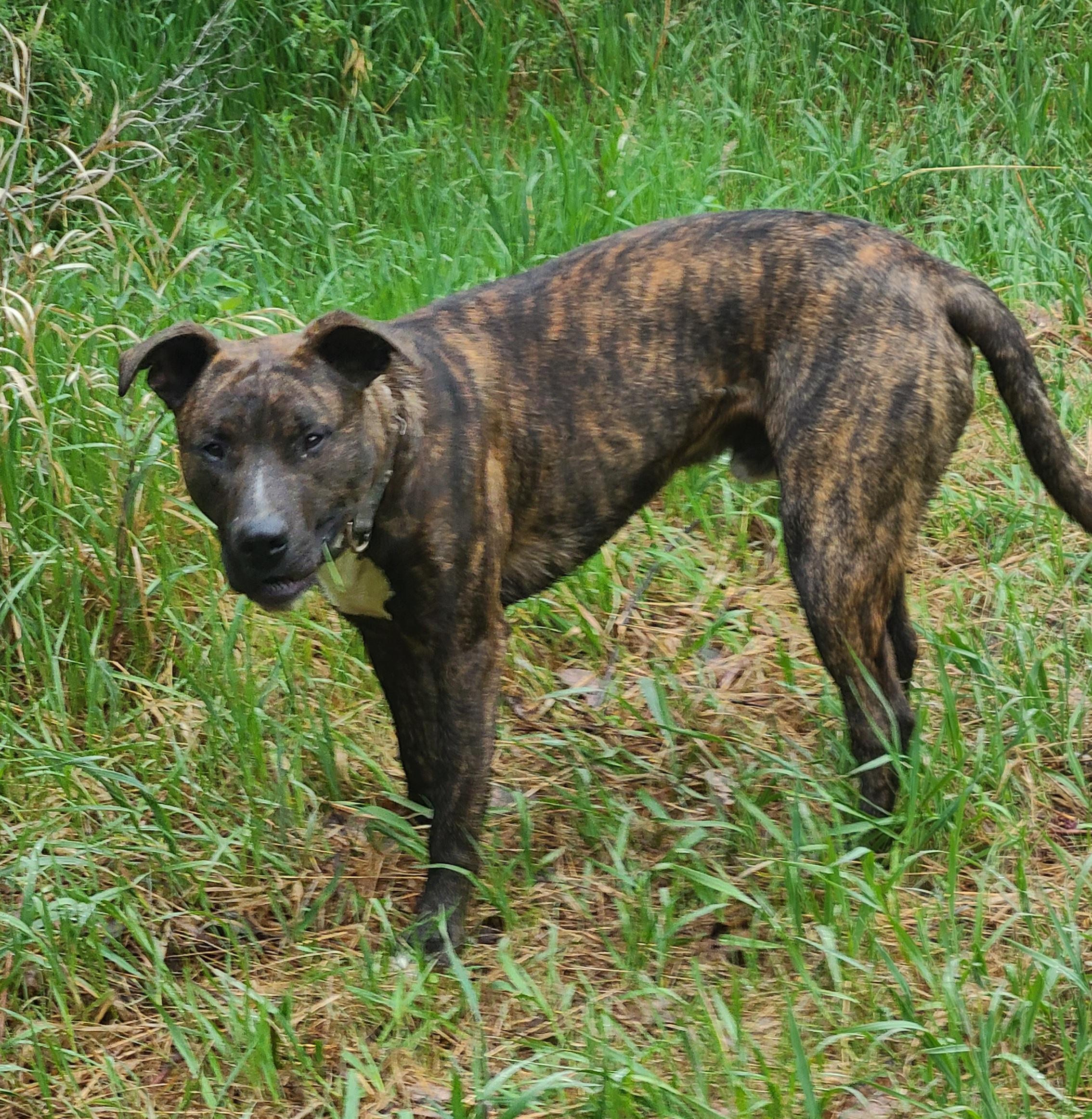 Atlas, a ADOPTABLE mixed breed in Newcastle, WY image 1/3