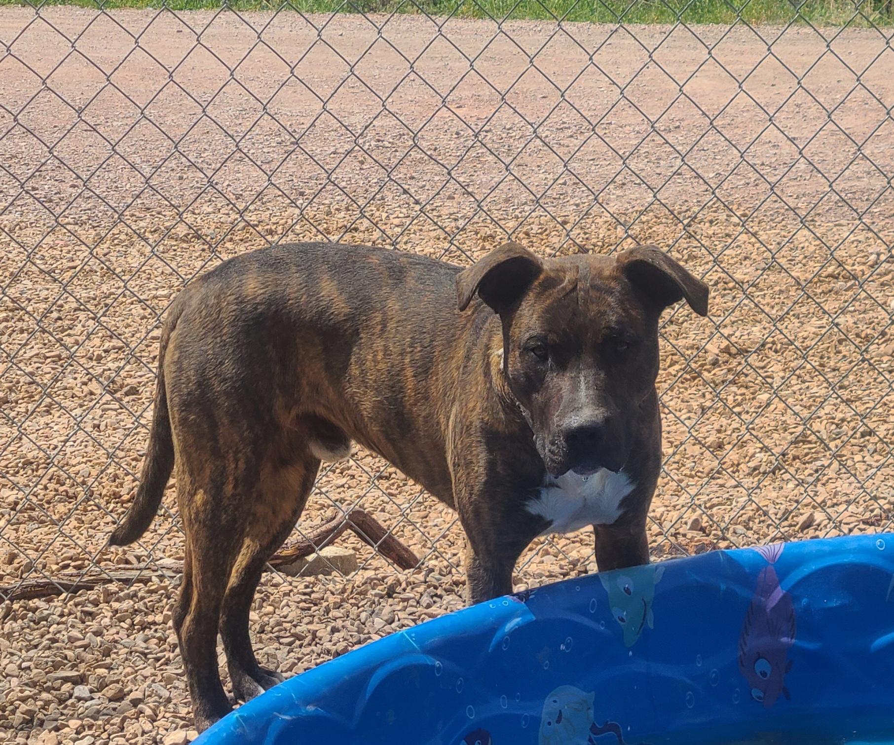 Atlas, a ADOPTABLE mixed breed in Newcastle, WY image 3/3