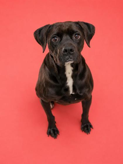 Ember, Adoptable, Adult Female Labrador Retriever & Mixed Breed.