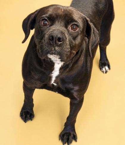 Enlarge Ember, a Adoptable mixed breed in Bowling Green, KY image 2/2