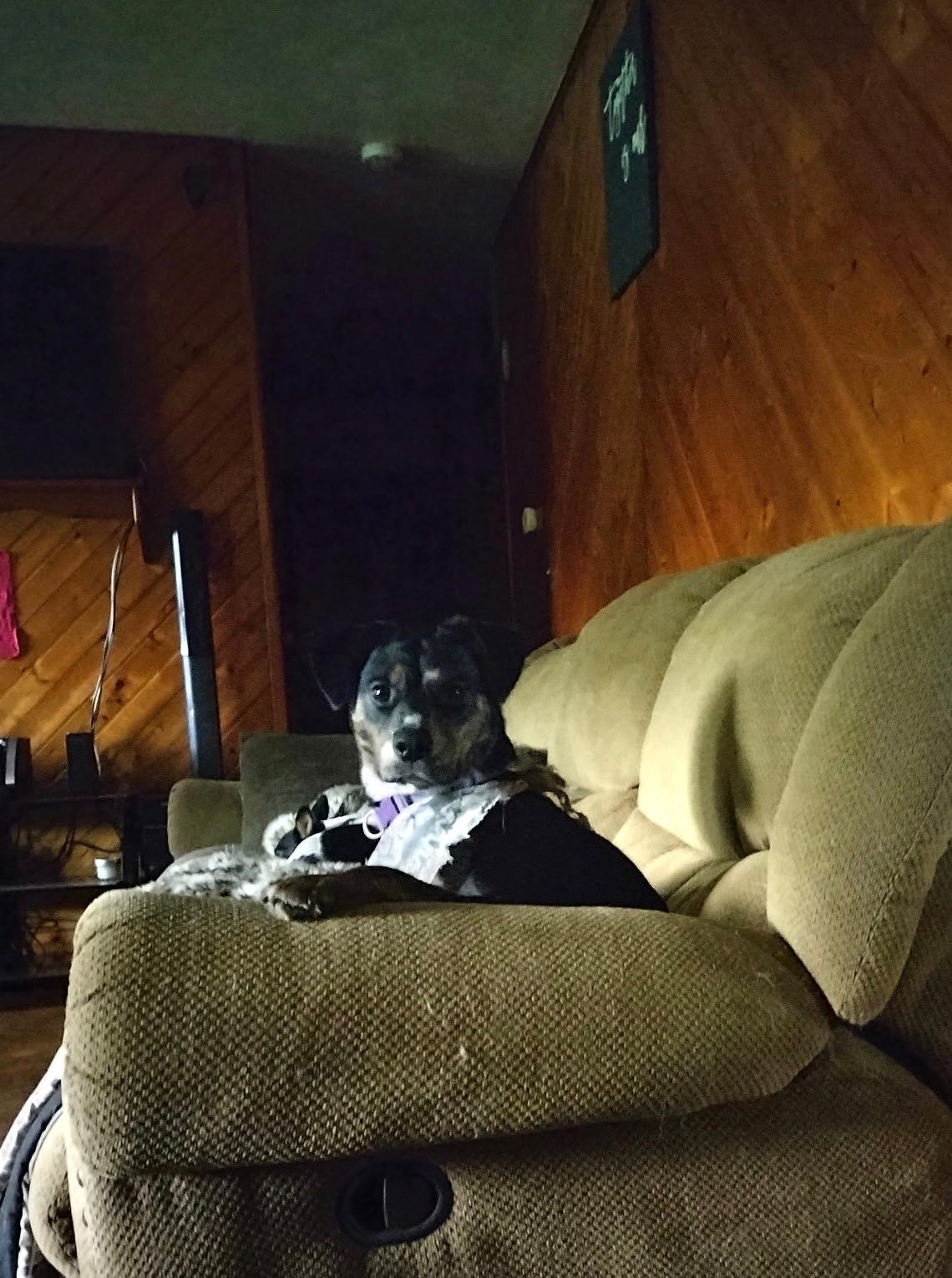 Enlarge Midnight Moon, a Adoptable Black Labrador Retriever in Hillsboro, IL image 2/3