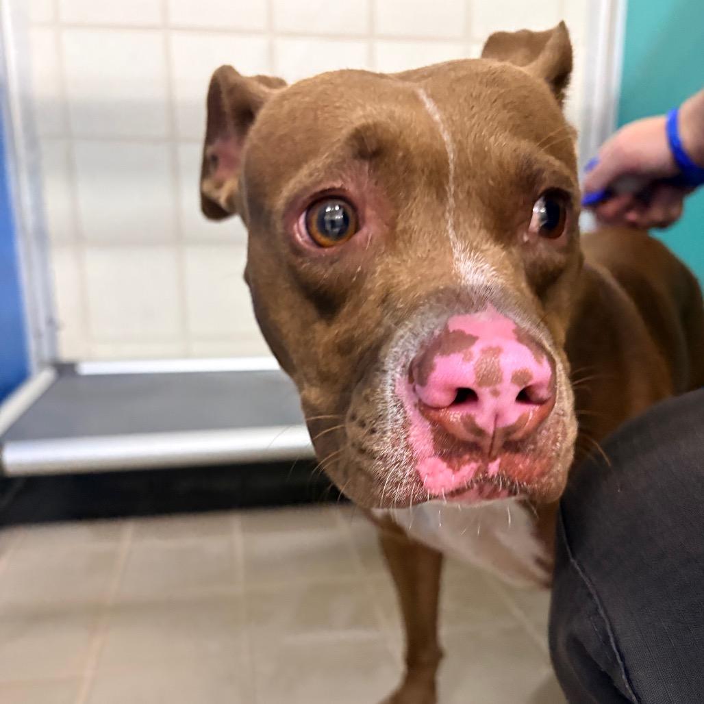 Mango, Adoptable, Adult Female Pit Bull Terrier.