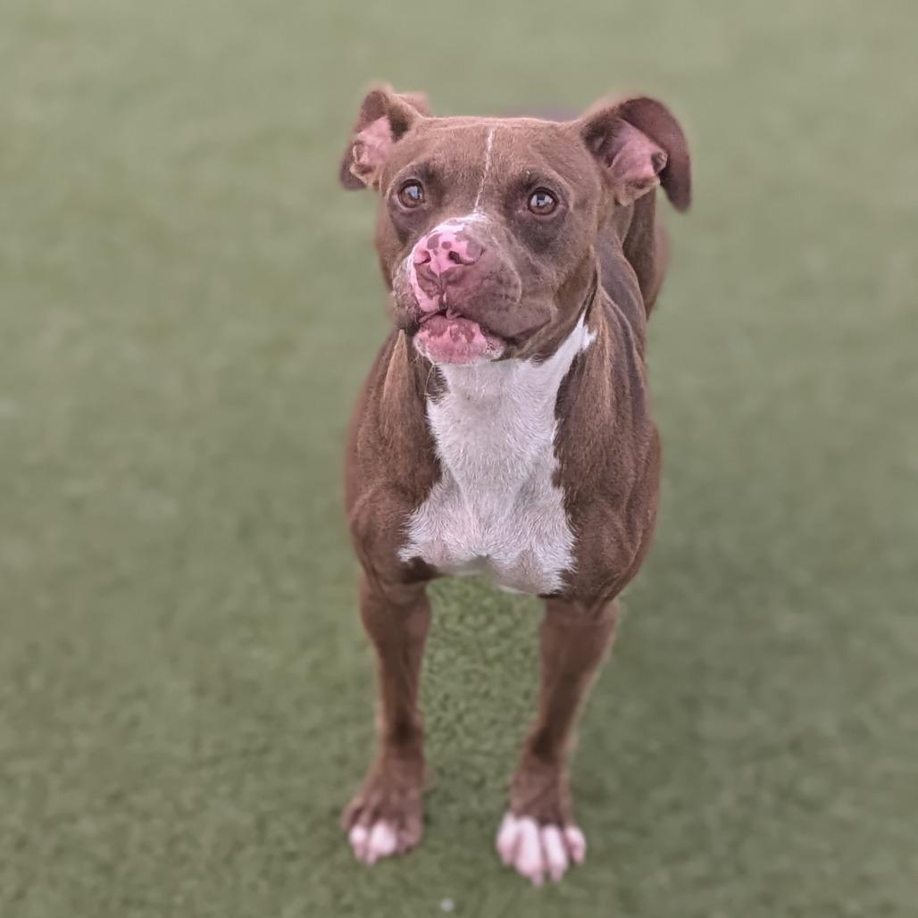 Enlarge Mango, a Adoptable Pit Bull Terrier in Bryan, TX image 2/6