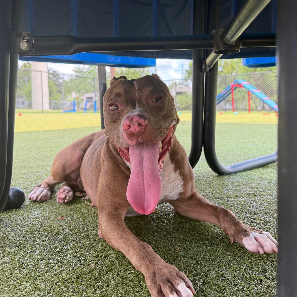 Enlarge Mango, a Adoptable Pit Bull Terrier in Bryan, TX image 3/6