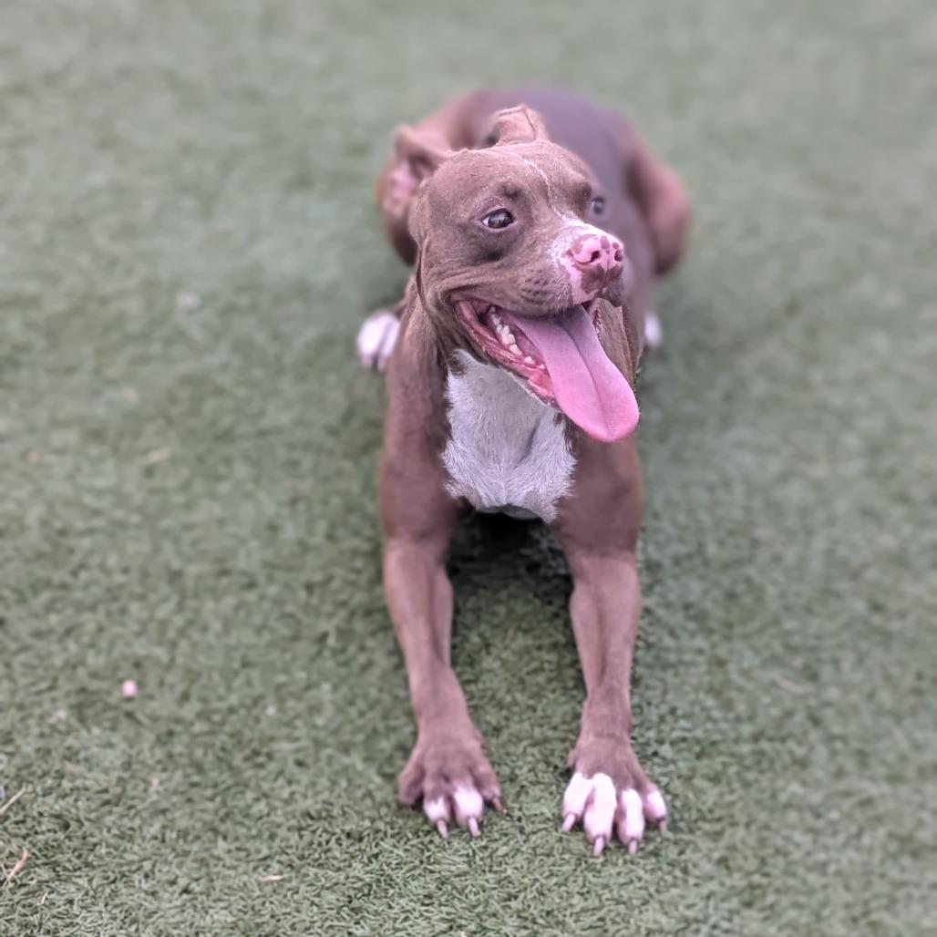 Enlarge Mango, a Adoptable Pit Bull Terrier in Bryan, TX image 4/6