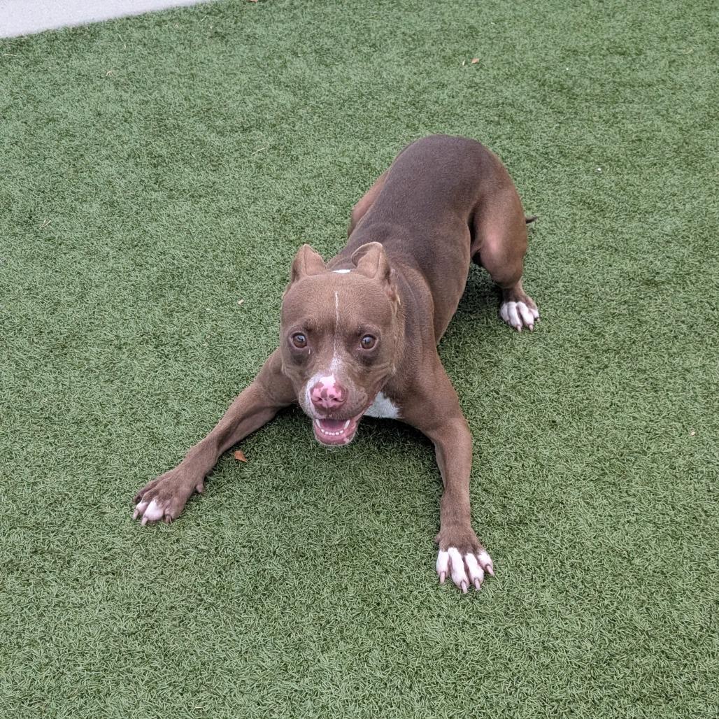 Enlarge Mango, a Adoptable Pit Bull Terrier in Bryan, TX image 5/6