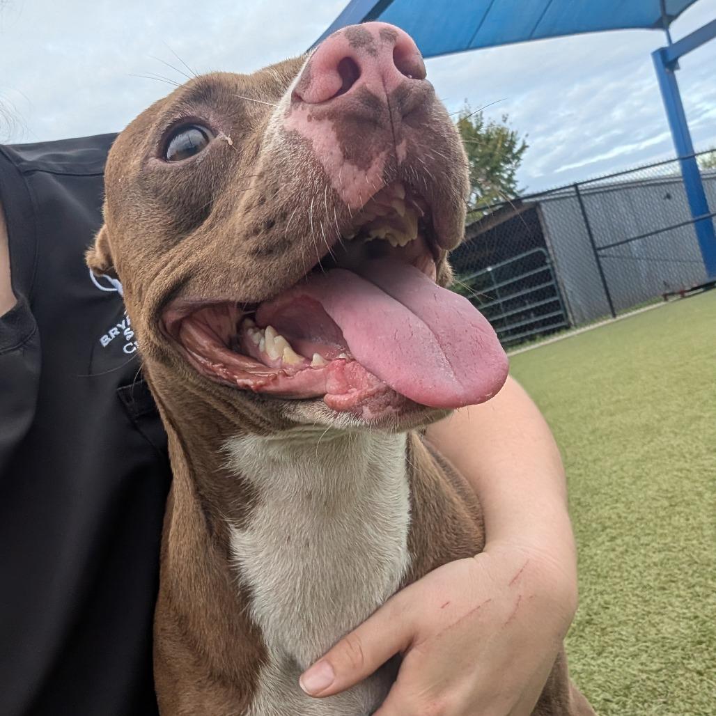 Enlarge Mango, a Adoptable Pit Bull Terrier in Bryan, TX image 6/6
