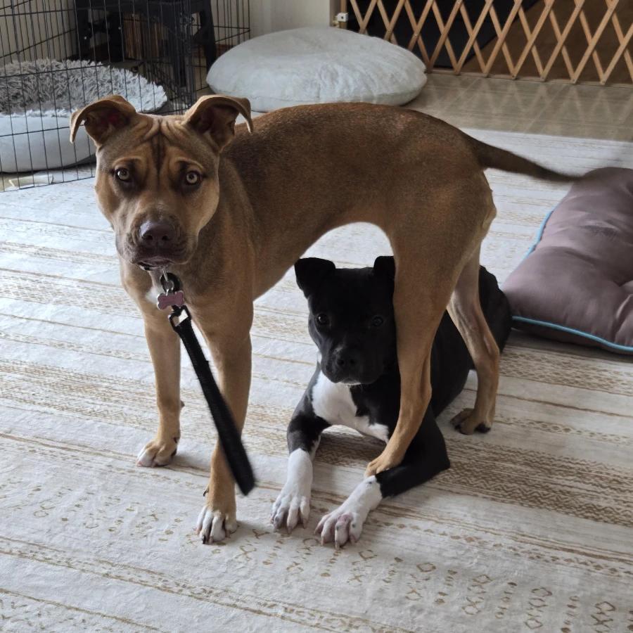 Enlarge Yasmin, a Adoptable Pit Bull Terrier in O Fallon, IL image 1/5
