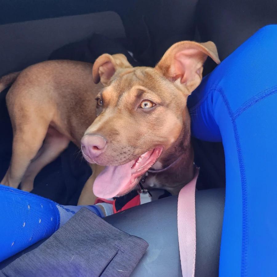 Enlarge Yasmin, a Adoptable Pit Bull Terrier in O Fallon, IL image 2/5