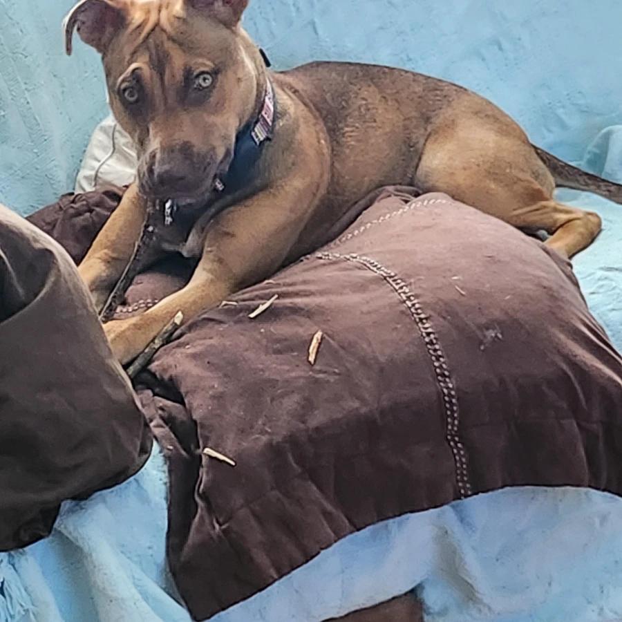 Enlarge Yasmin, a Adoptable Pit Bull Terrier in O Fallon, IL image 3/5