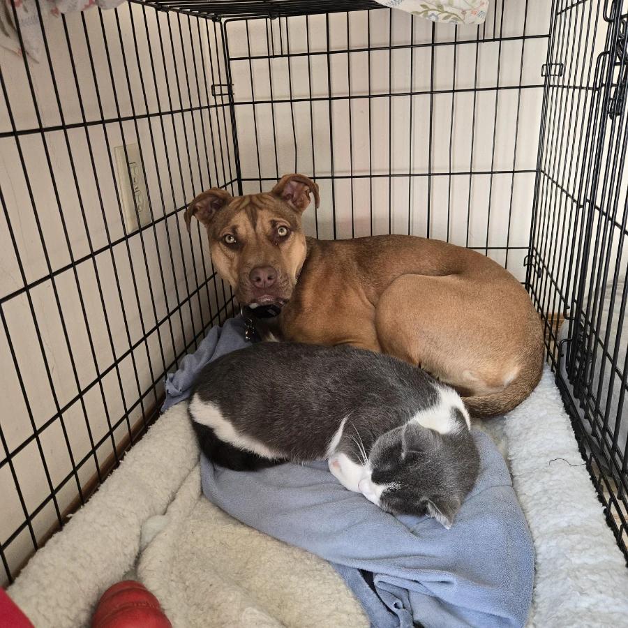 Enlarge Yasmin, a Adoptable Pit Bull Terrier in O Fallon, IL image 4/5