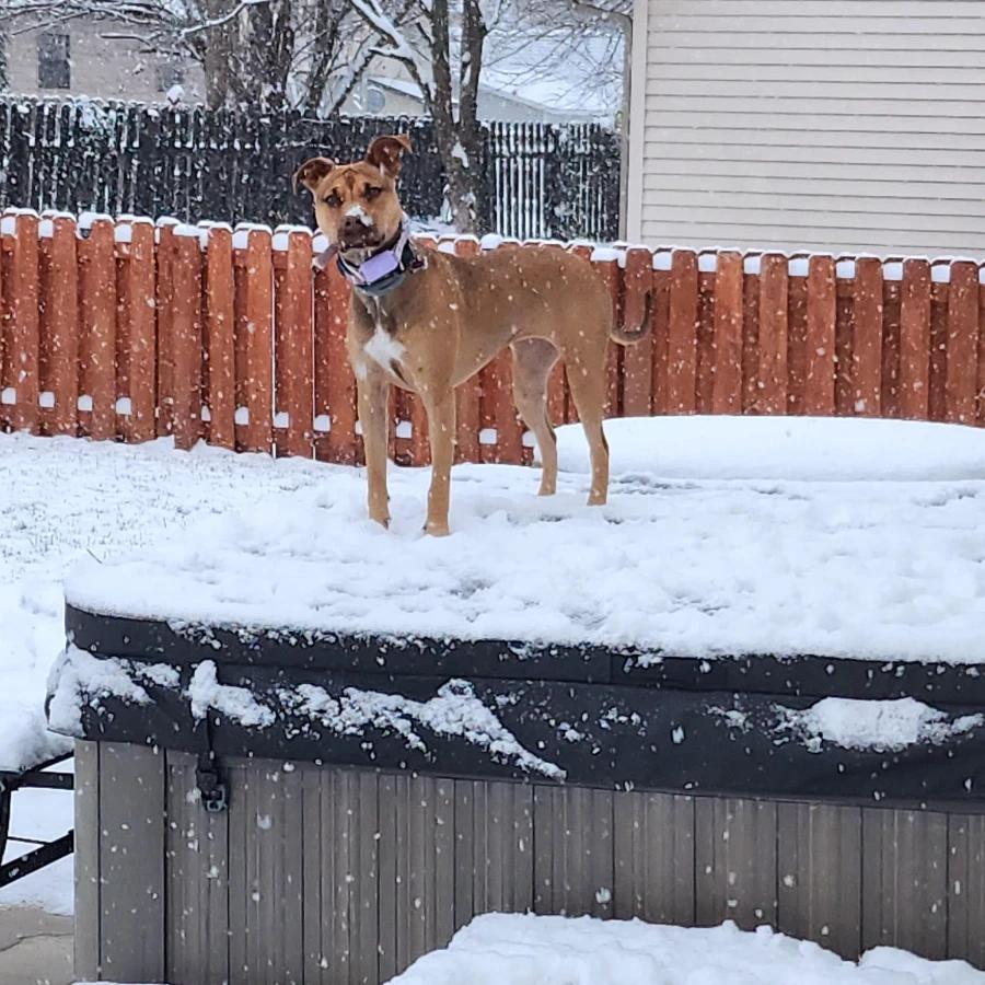 Enlarge Yasmin, a Adoptable Pit Bull Terrier in O Fallon, IL image 5/5