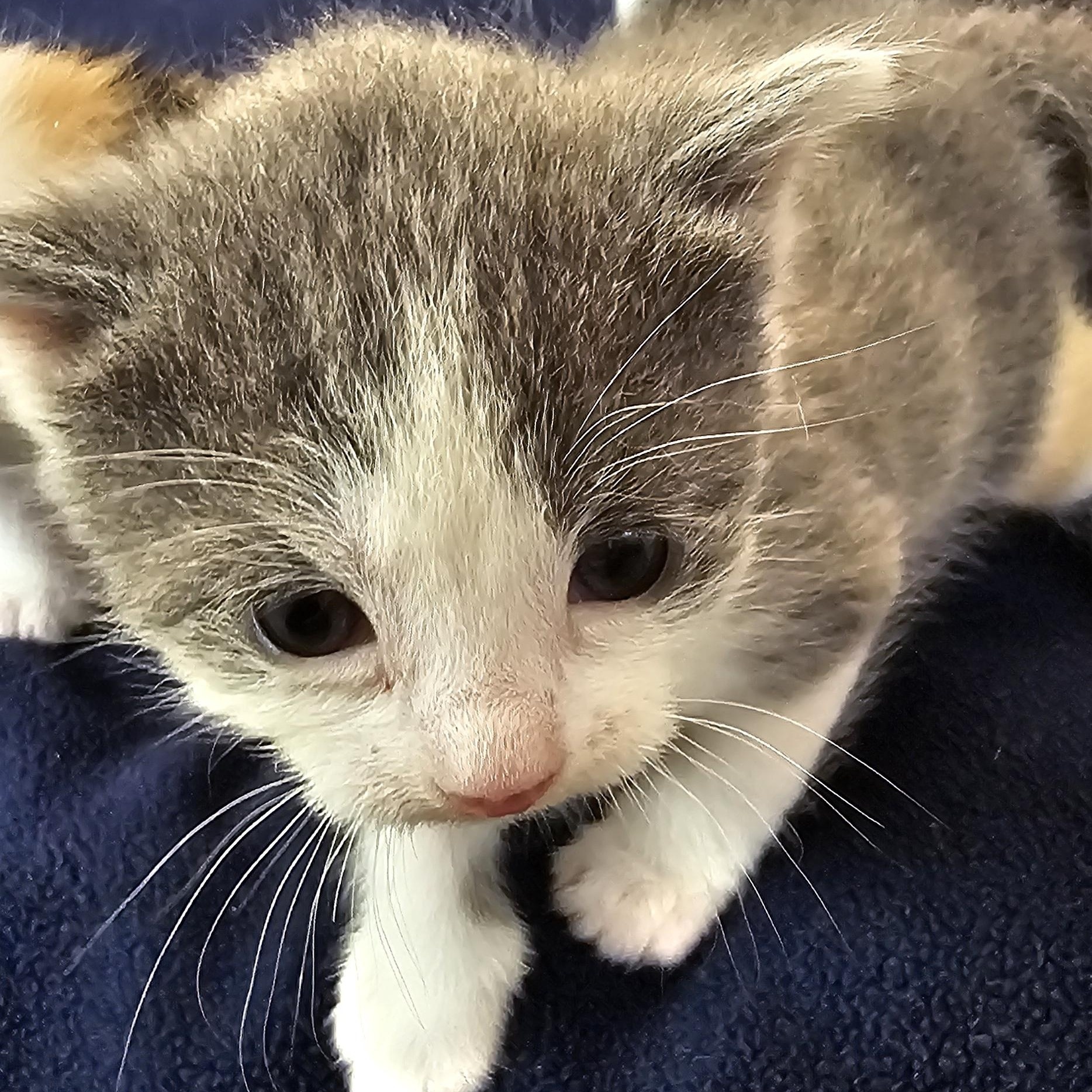 Enlarge UKU, a ADOPTABLE American Shorthair in Pinedale, WY image 2/2