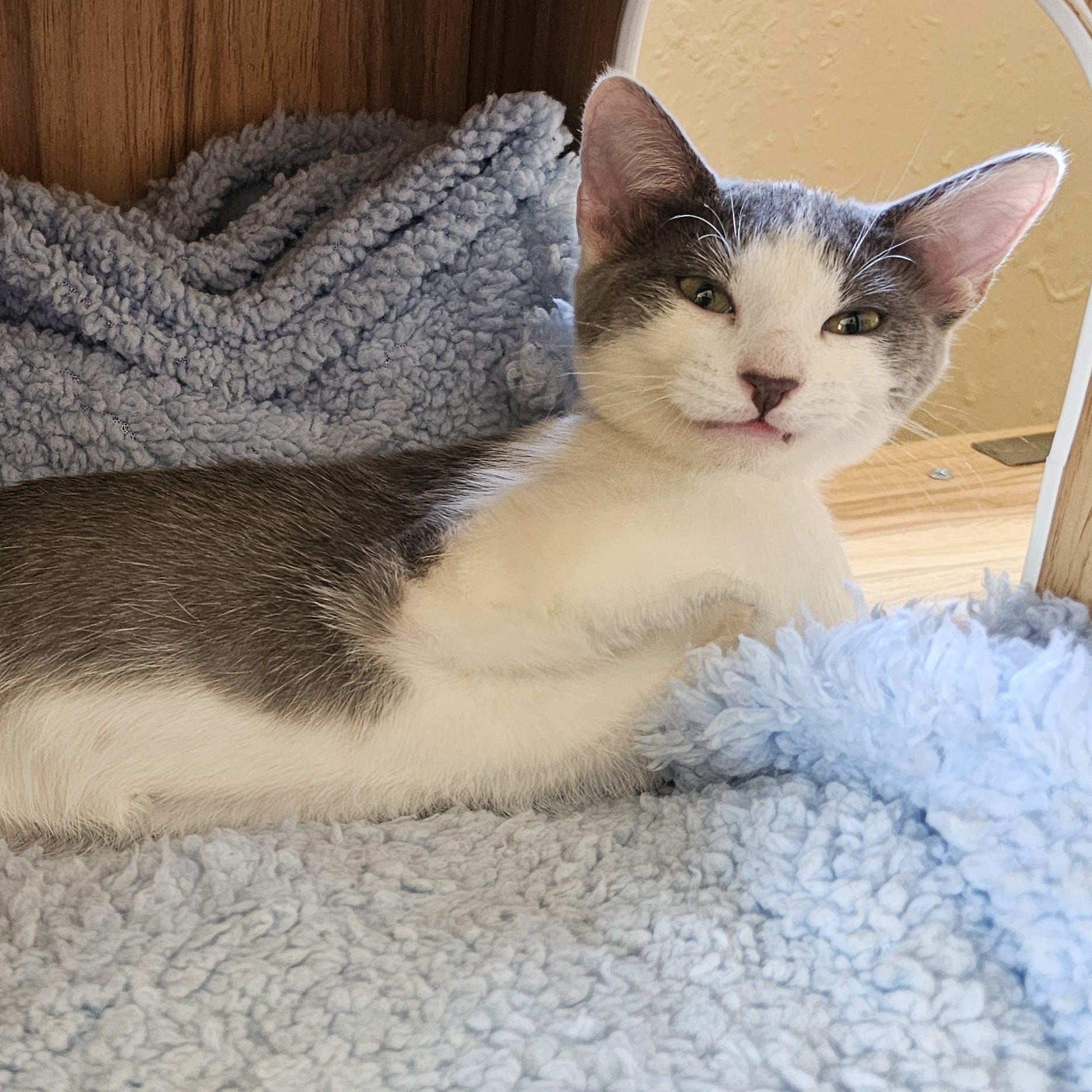 UKU, ADOPTABLE, Kitten Female American Shorthair.