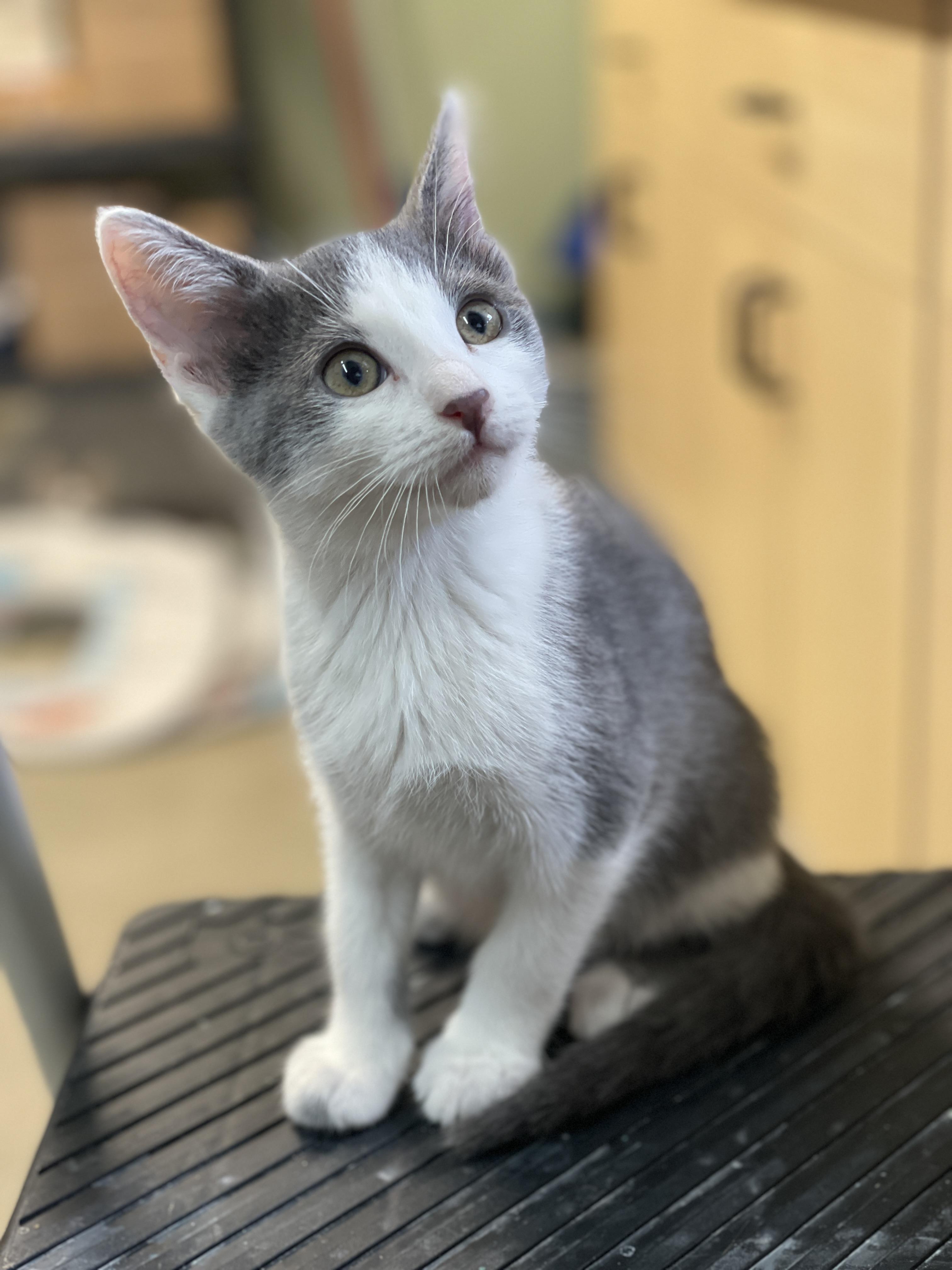 UKU, a ADOPTABLE American Shorthair in Pinedale, WY image 1/4