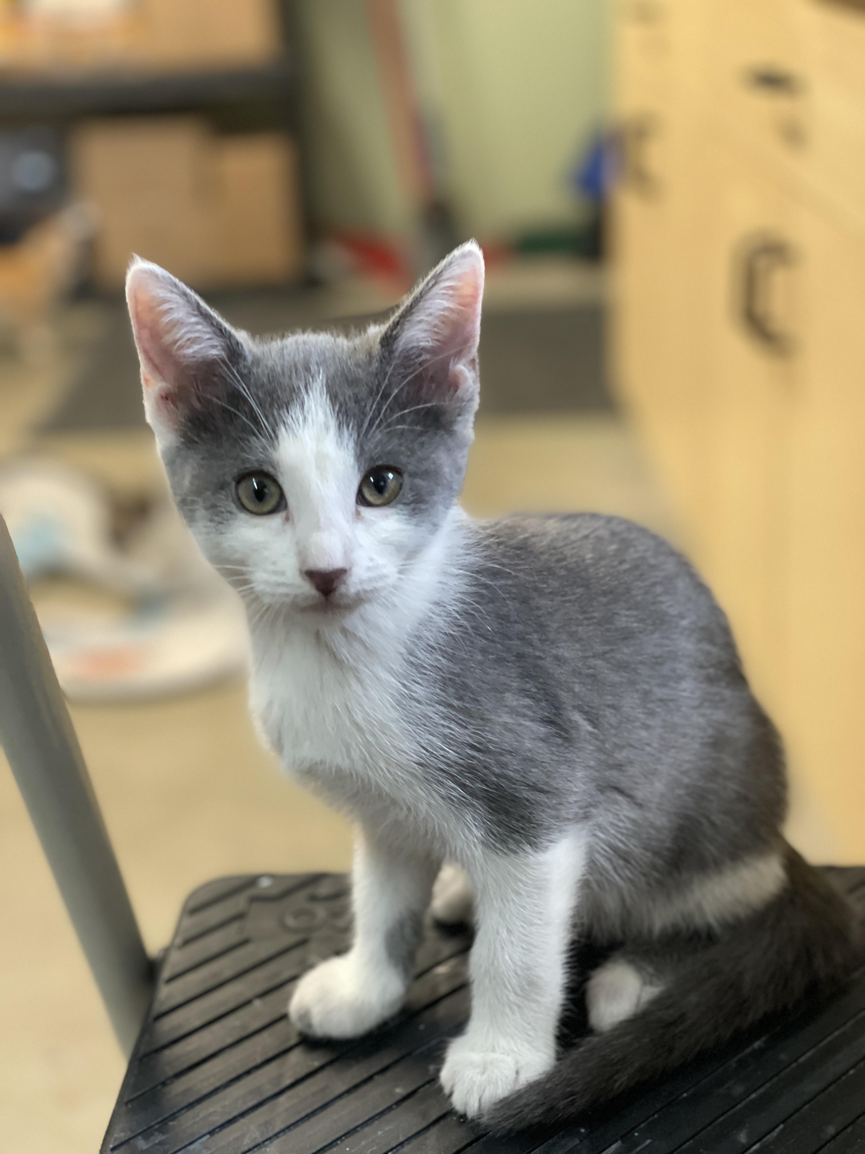 UKU, a ADOPTABLE American Shorthair in Pinedale, WY image 2/4