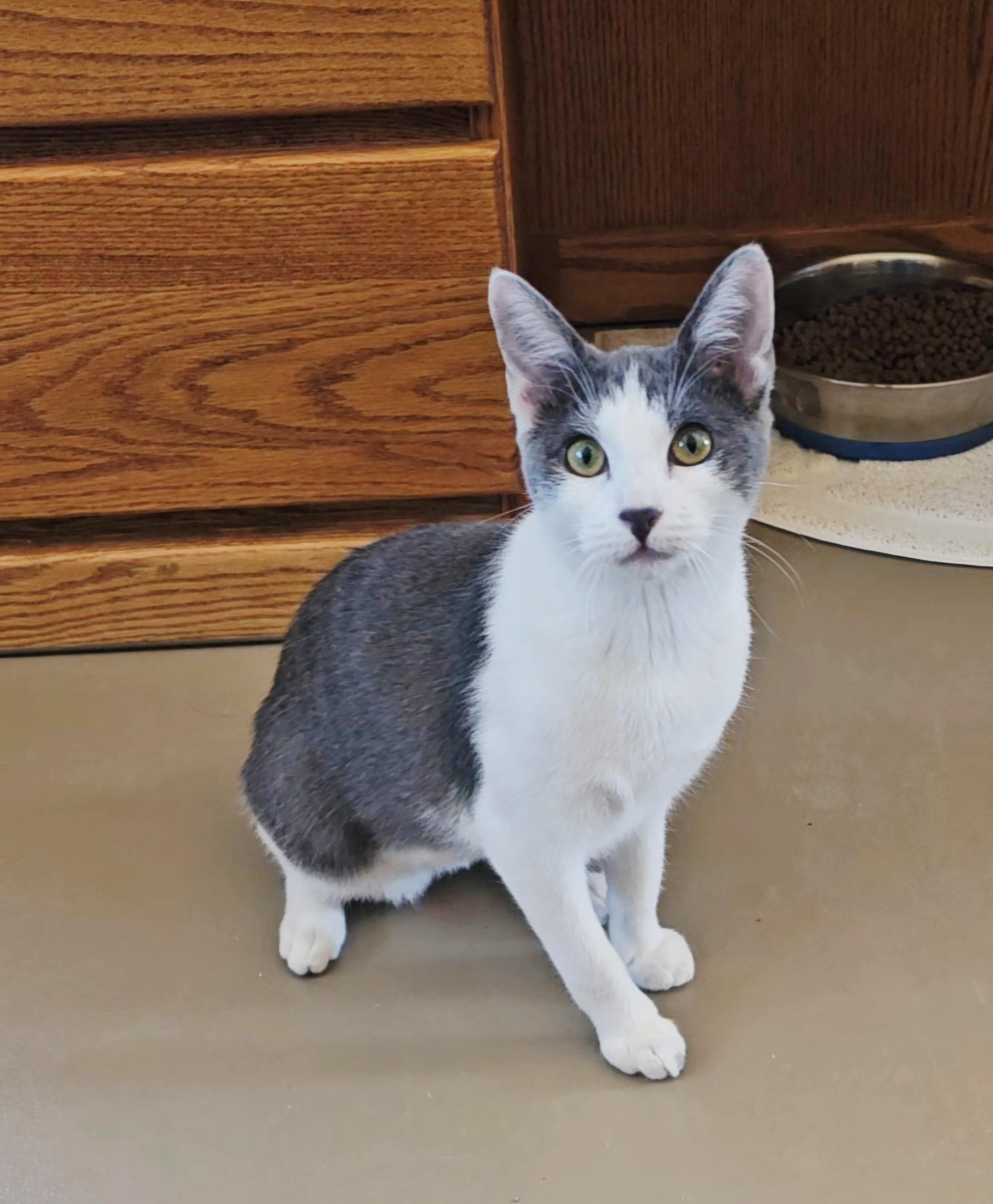 Enlarge Uku, a Adoptable American Shorthair in Pinedale, WY image 3/6