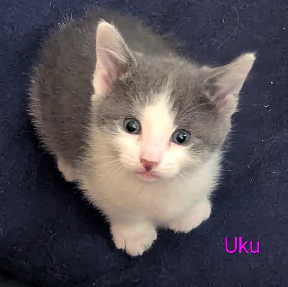 UKU, ADOPTABLE, Kitten Female American Shorthair.