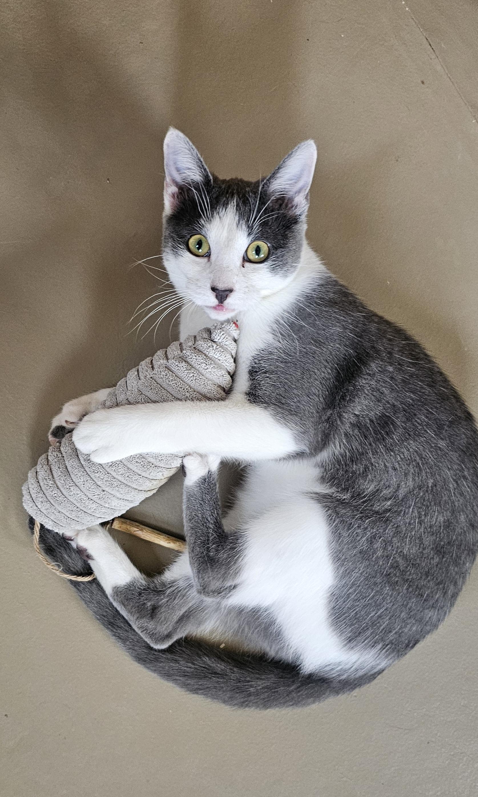Uku, Adoptable, Young Female American Shorthair.