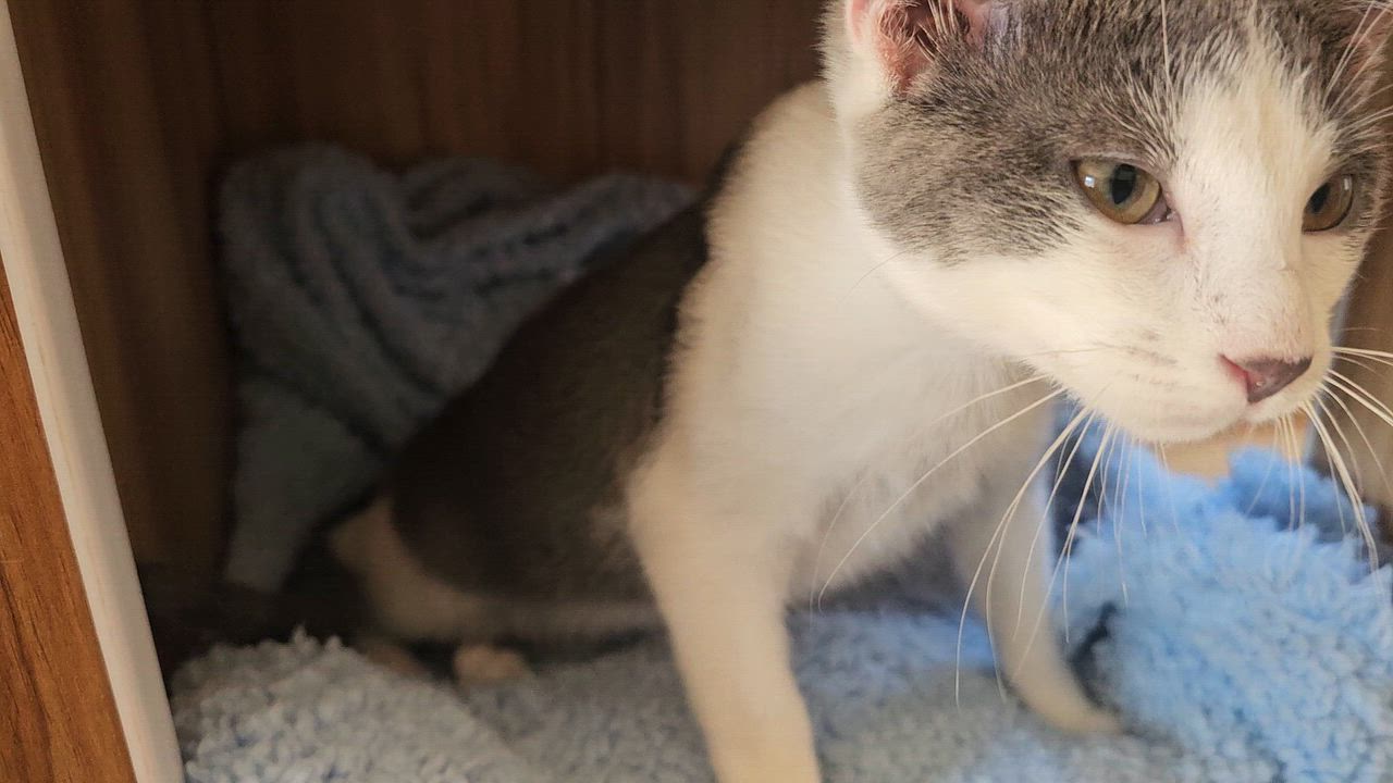 Enlarge UKU, a ADOPTABLE American Shorthair in Pinedale, WY video 4/6
