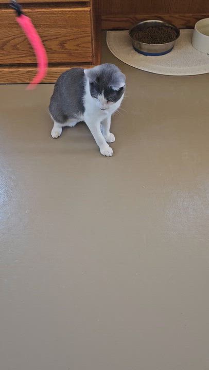Enlarge Uku, a Adoptable American Shorthair in Pinedale, WY video 5/6