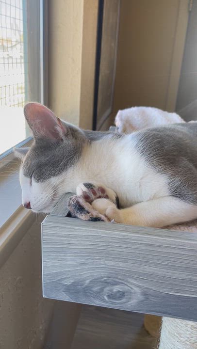 Enlarge Uku, a Adoptable American Shorthair in Pinedale, WY video 2/6